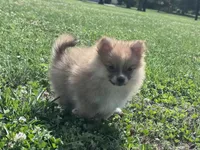 Adrian, a male Pomeranian for sale in Centreville, MD – 2 of 10