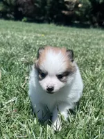 Gracie, a female Pomeranian for sale in Centreville, MD – 6 of 6