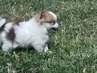 Gracie, a female Pomeranian for sale in Centreville, MD – 3 of 6