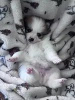 Gracie, a female Pomeranian for sale in Centreville, MD – 1 of 6
