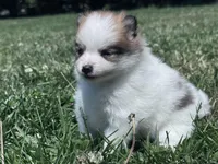 Gracie, a female Pomeranian for sale in Centreville, MD – 2 of 6