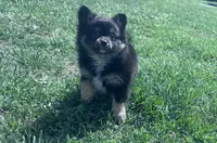 Rocky, a male Pomeranian for sale in Centreville, MD – 7 of 10