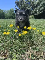 Rocky, a male Pomeranian for sale in Centreville, MD – 2 of 5