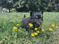 Rocky, a male Pomeranian for sale in Centreville, MD – 4 of 5