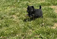 Rocky, a male Pomeranian for sale in Centreville, MD – 3 of 5