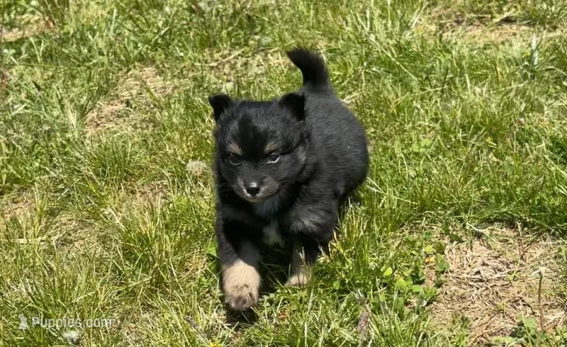 Rocky – Pomeranian puppy for sale in Centreville, MD