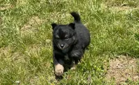 Rocky, a male Pomeranian for sale in Centreville, MD – 1 of 5