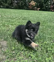 Rocky, a male Pomeranian for sale in Centreville, MD – 9 of 10