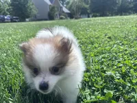 Gracie, a female Pomeranian for sale in Centreville, MD – 8 of 9