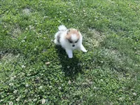 Gracie, a female Pomeranian for sale in Centreville, MD – 10 of 10