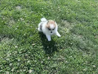 Gracie, a female Pomeranian for sale in Centreville, MD – 9 of 9
