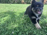 Rocky, a male Pomeranian for sale in Centreville, MD – 7 of 10