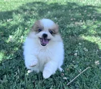 Gracie, a female Pomeranian for sale in Centreville, MD – 2 of 9