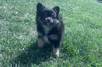 Rocky, a male Pomeranian for sale in Centreville, MD – 6 of 10