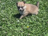 Adrian, a male Pomeranian for sale in Centreville, MD – 3 of 6