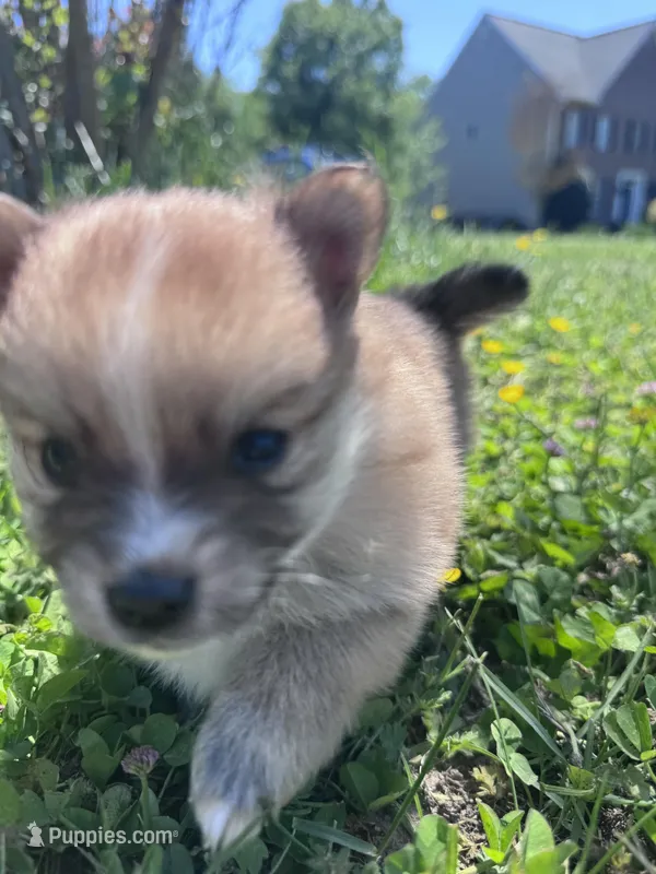 Adrian – Pomeranian puppy for sale in Centreville, MD