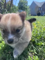 Adrian, a male Pomeranian for sale in Centreville, MD – 1 of 6