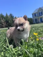 Adrian, a male Pomeranian for sale in Centreville, MD – 2 of 6
