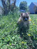 Adrian, a male Pomeranian for sale in Centreville, MD – 6 of 6
