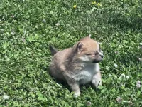 Adrian, a male Pomeranian for sale in Centreville, MD – 5 of 6