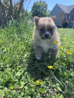 Adrian, a male Pomeranian for sale in Centreville, MD – 4 of 6