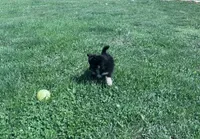 Rocky, a male Pomeranian for sale in Centreville, MD – 6 of 10
