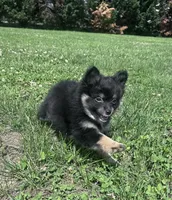 Rocky, a male Pomeranian for sale in Centreville, MD – 3 of 10