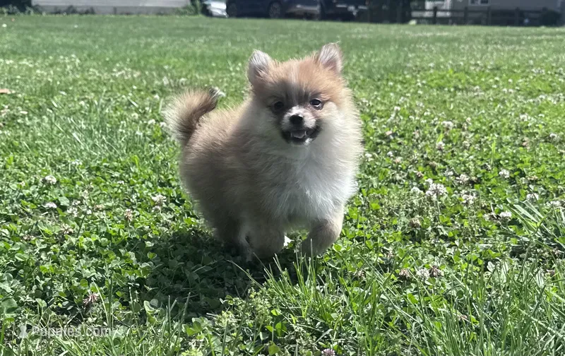 Adrian – Pomeranian puppy for sale in Centreville, MD