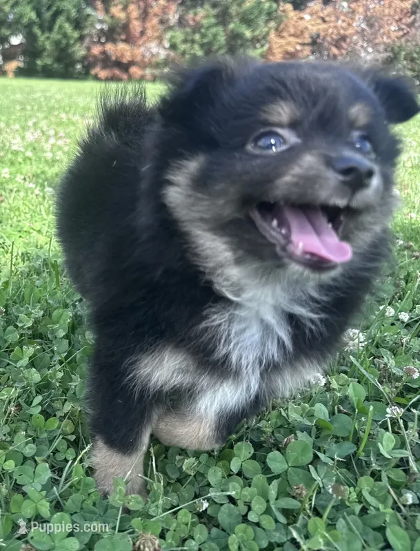Rocky – Pomeranian puppy for sale in Centreville, MD