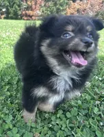 Rocky, a male Pomeranian for sale in Centreville, MD – 1 of 10