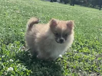 Adrian, a male Pomeranian for sale in Centreville, MD – 7 of 9