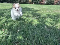 Gracie, a female Pomeranian for sale in Centreville, MD – 7 of 10