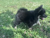 Rocky, a male Pomeranian for sale in Centreville, MD – 10 of 10