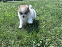 Gracie, a female Pomeranian for sale in Centreville, MD – 4 of 9
