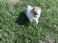 Gracie, a female Pomeranian for sale in Centreville, MD – 3 of 9