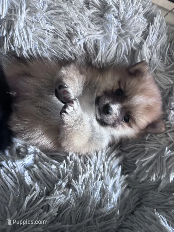 Adrian – Pomeranian puppy for sale in Centreville, MD
