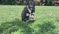 Rocky, a male Pomeranian for sale in Centreville, MD – 1 of 10