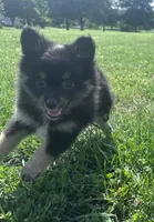 Rocky, a male Pomeranian for sale in Centreville, MD – 4 of 10