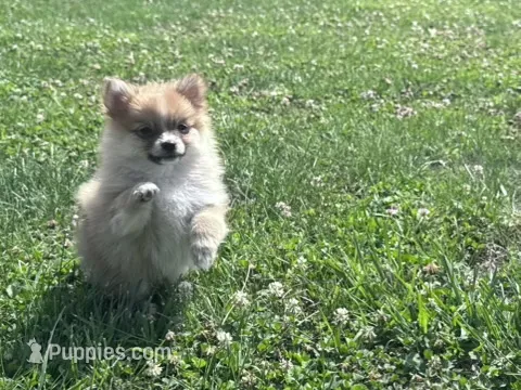 Adrian – Pomeranian puppy for sale in Centreville, MD