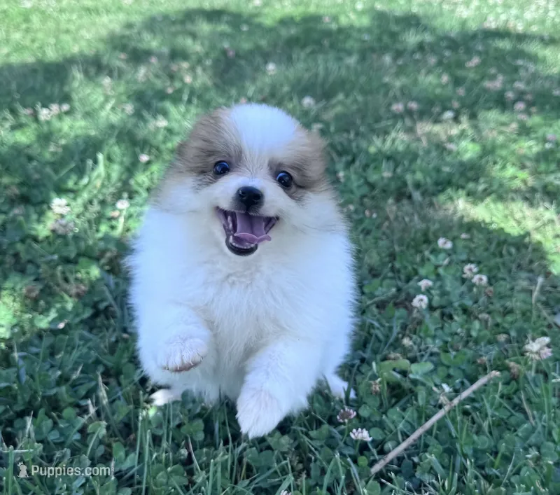 Gracie – Pomeranian puppy for sale in Centreville, MD