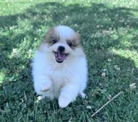 Gracie, a female Pomeranian for sale in Centreville, MD – 1 of 10