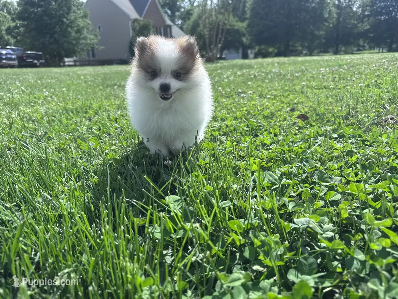Gracie – Pomeranian puppy for sale in Centreville, MD