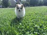 Gracie, a female Pomeranian for sale in Centreville, MD – 1 of 9