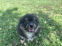 Rocky, a male Pomeranian for sale in Centreville, MD – 5 of 10