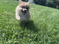 Adrian, a male Pomeranian for sale in Centreville, MD – 5 of 10