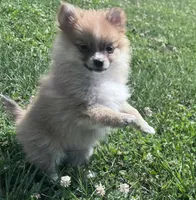 Adrian, a male Pomeranian for sale in Centreville, MD – 2 of 9