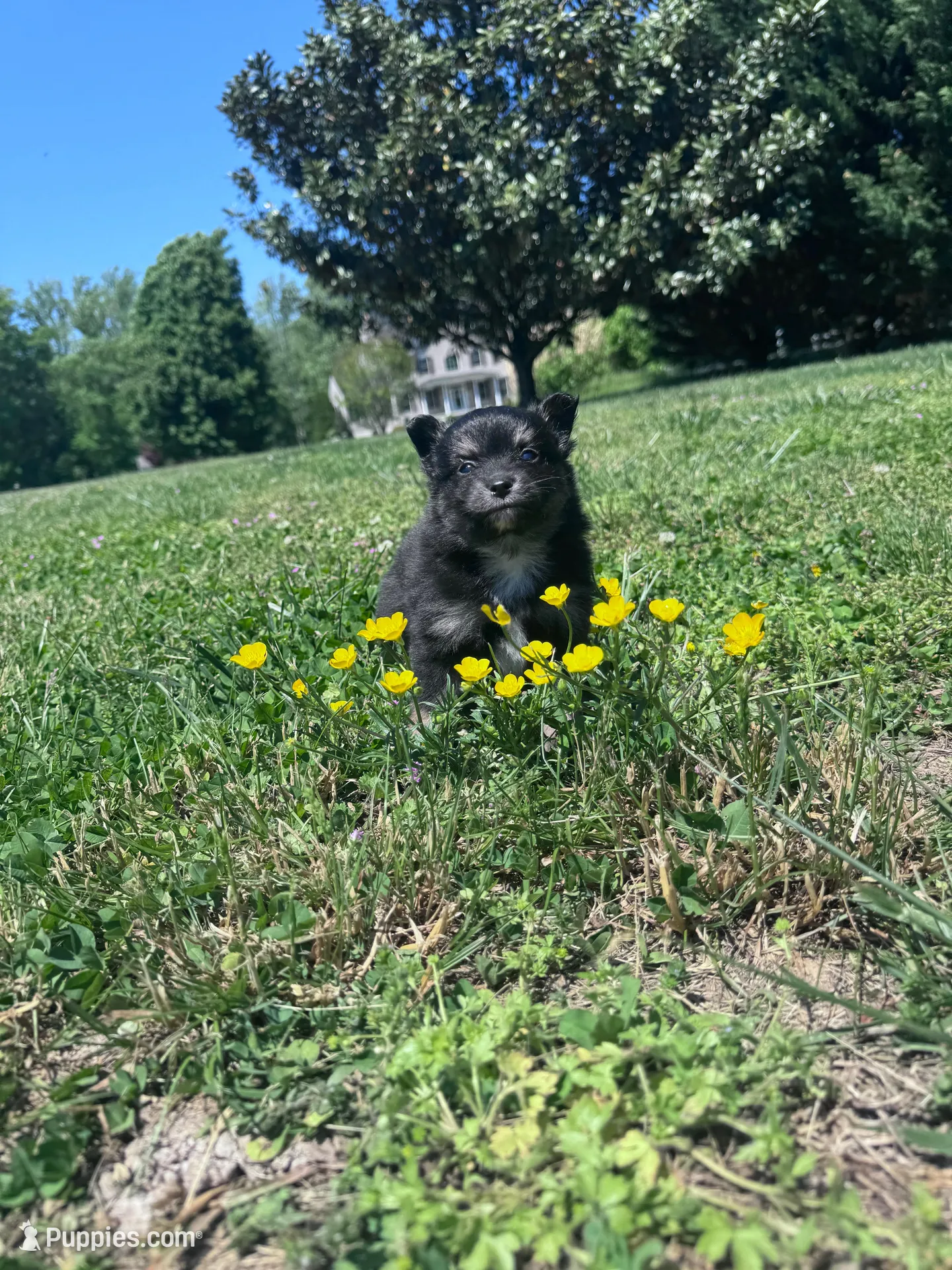 Rocky, a male Pomeranian for sale in Centreville, MD – 5 of 5