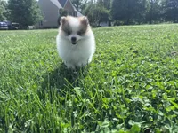 Gracie, a female Pomeranian for sale in Centreville, MD – 2 of 10