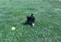 Rocky, a male Pomeranian for sale in Centreville, MD – 10 of 10