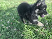 Rocky, a male Pomeranian for sale in Centreville, MD – 8 of 10